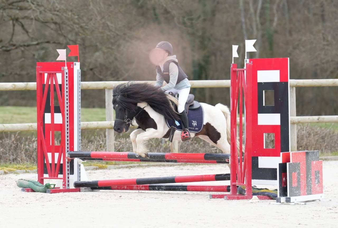 Potro Shetland En venta 2025 Pío