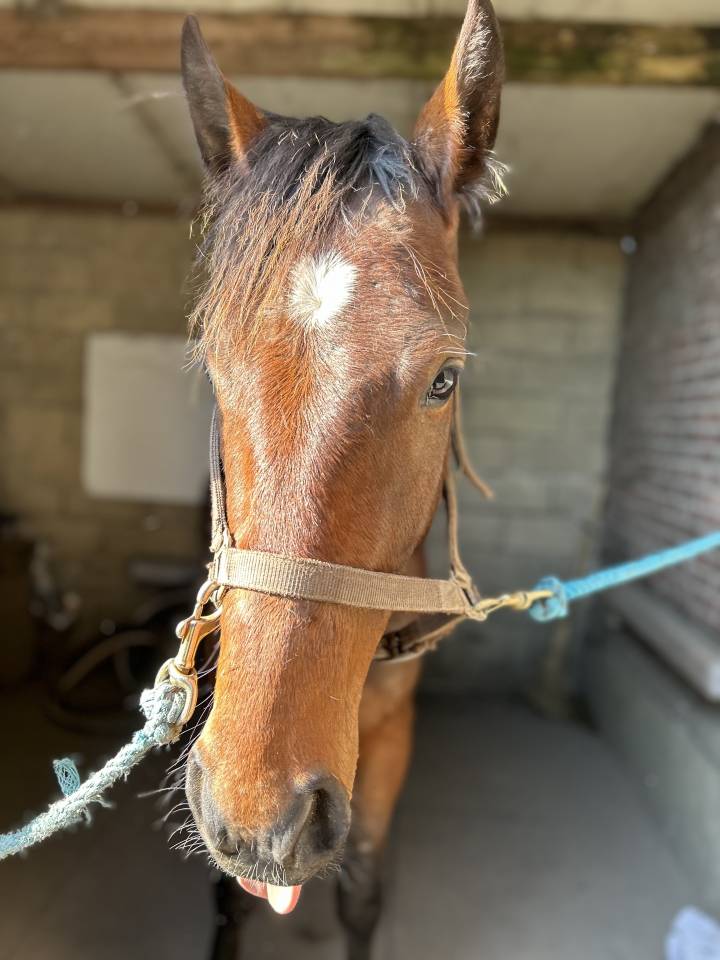 Caballo castrado Trotón Francés En venta 2022 Bayo