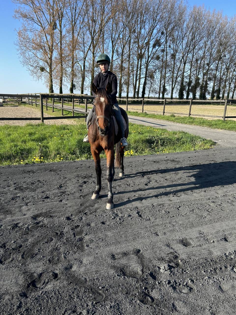 Caballo castrado Trotón Francés En venta 2022 Bayo
