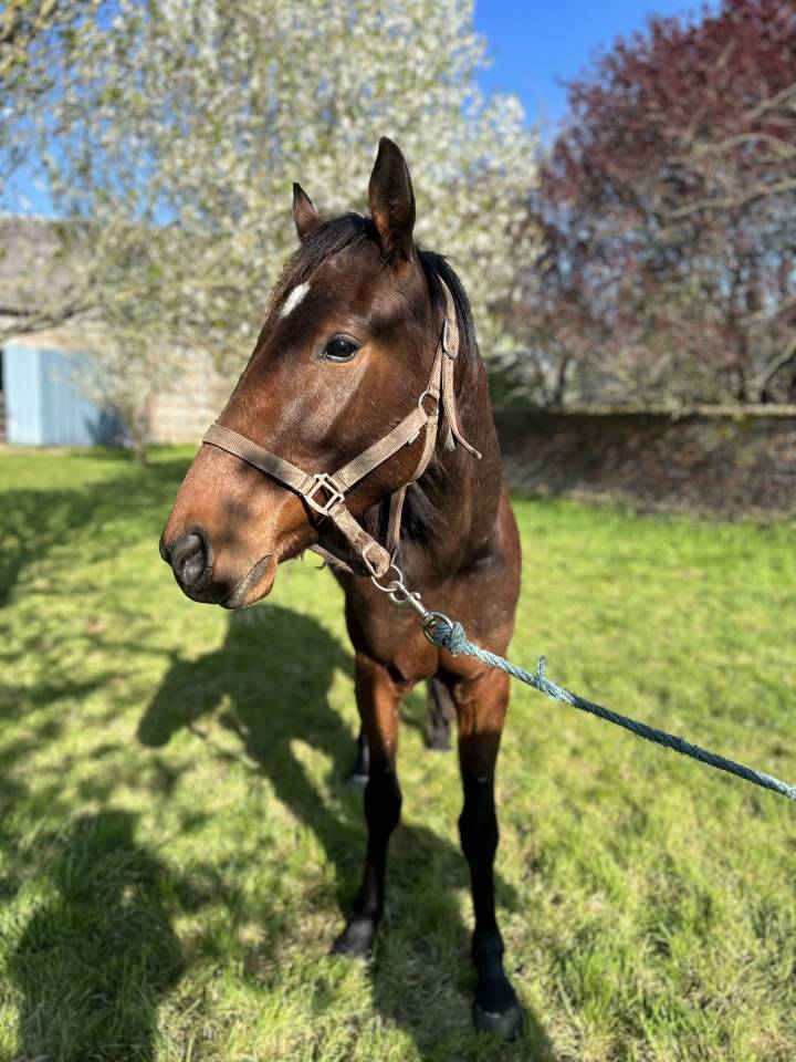 Caballo castrado Trotón Francés En venta 2022 Bayo