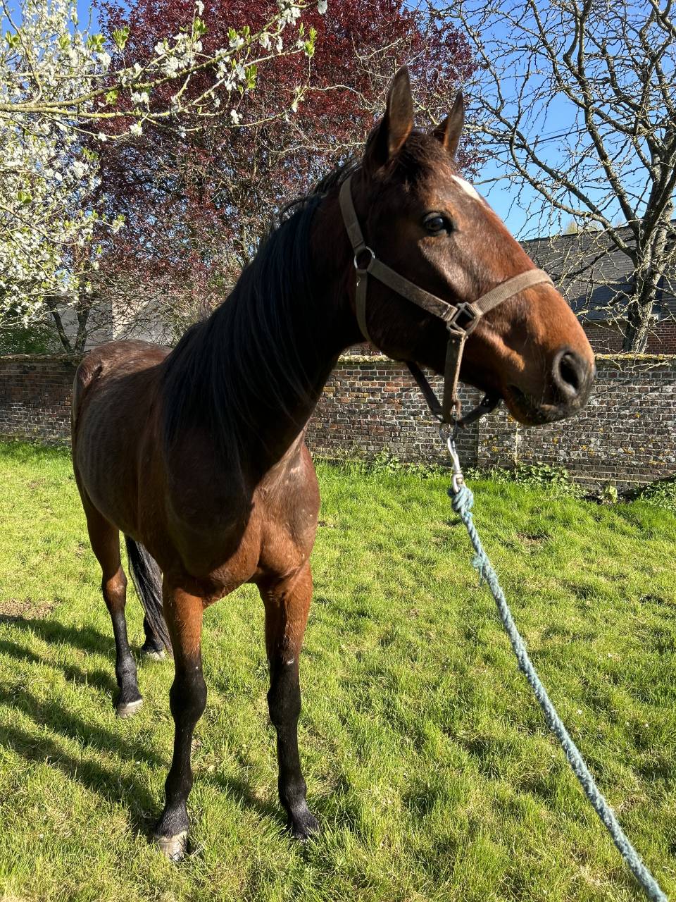 Caballo castrado Trotón Francés En venta 2022 Bayo