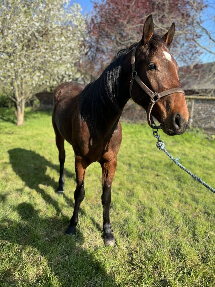 Caballo castrado Trotón Francés En venta 2022 Bayo
