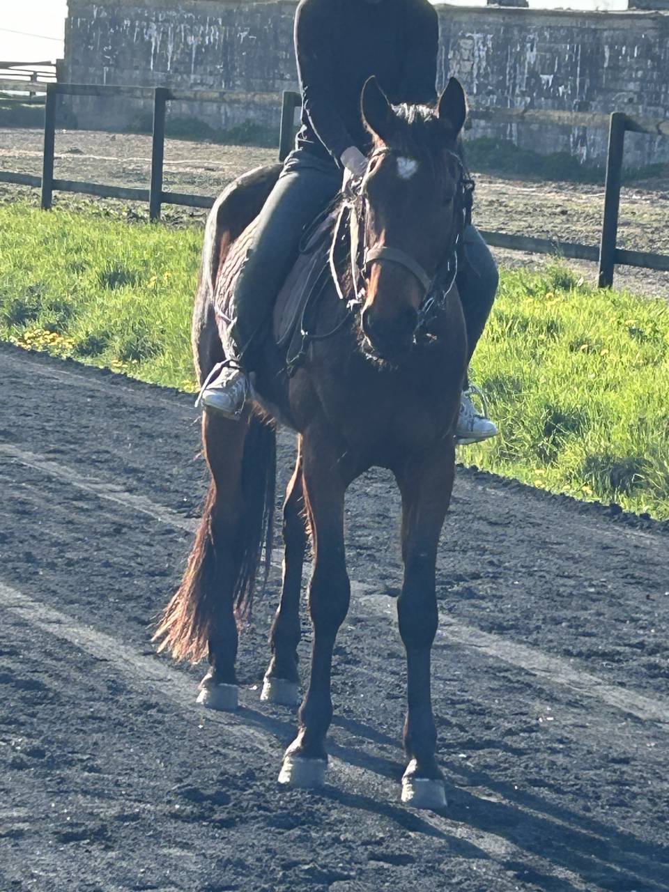 Caballo castrado Trotón Francés En venta 2022 Bayo