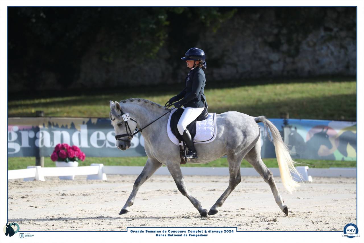 Semental New Forest En venta 2019 Tordo