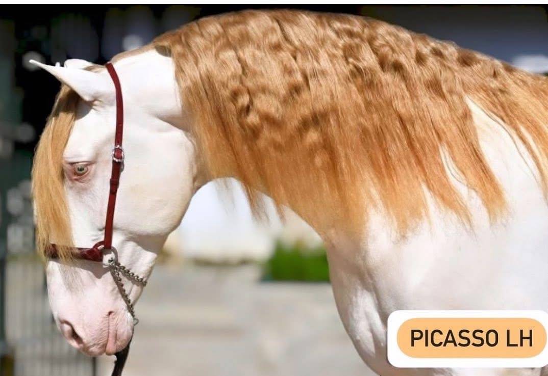 Potro PRE Pura Raza Española En venta 2025 Palomino por PICASSO LH