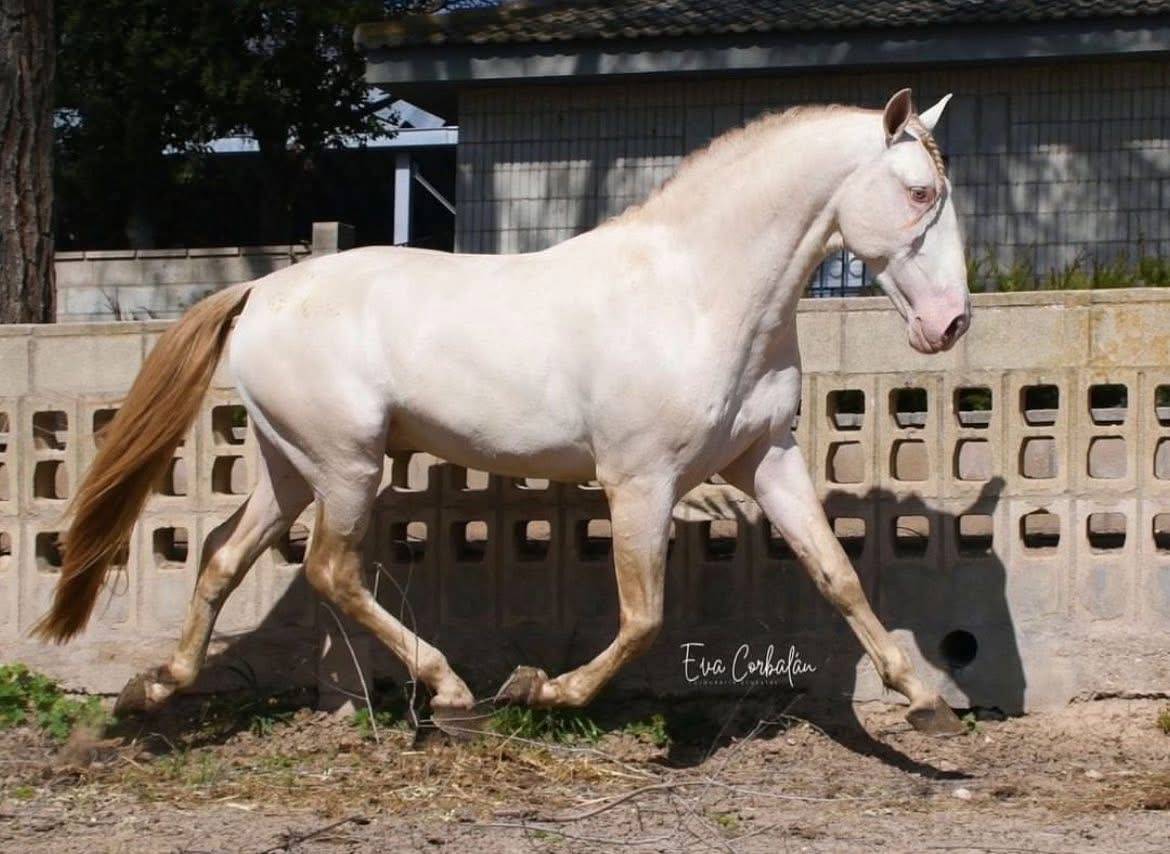 Potro PRE Pura Raza Española En venta 2025 Palomino por PICASSO LH
