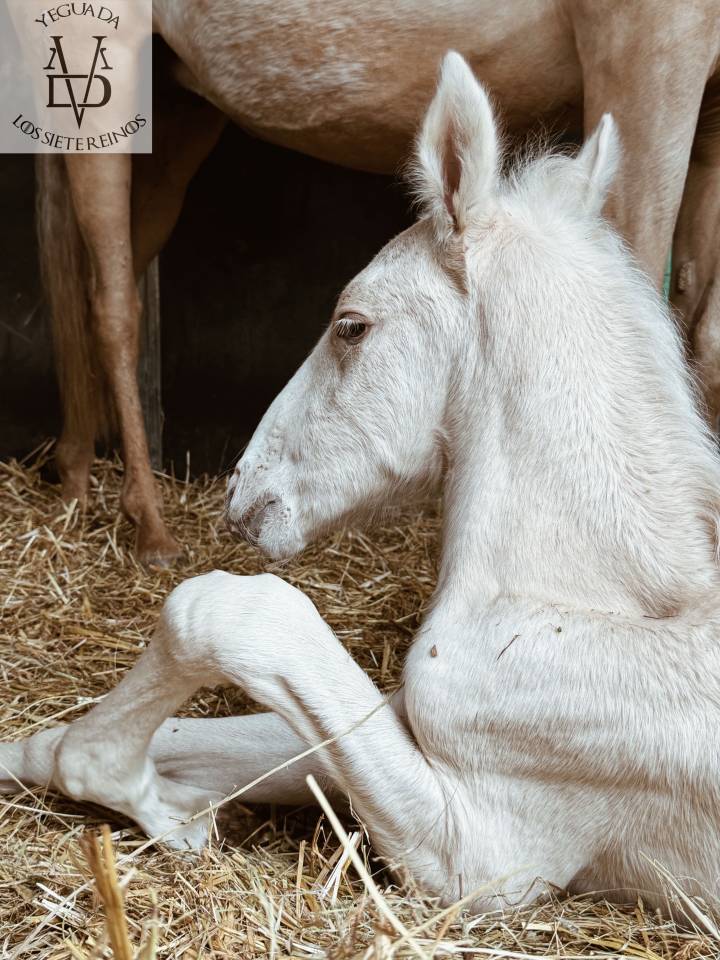 Potro PRE Pura Raza Española En venta 2025 Palomino por PICASSO LH