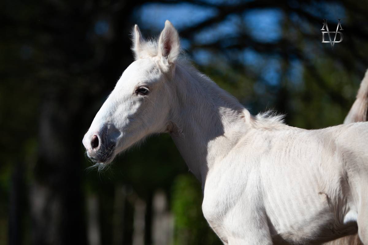 Potro PRE Pura Raza Española En venta 2025 Palomino por PICASSO LH