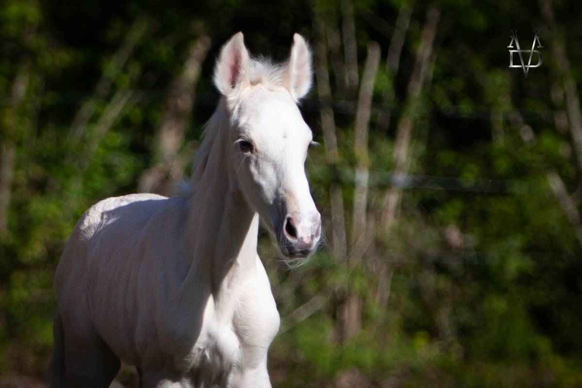 Potro PRE Pura Raza Española En venta 2025 Palomino por PICASSO LH