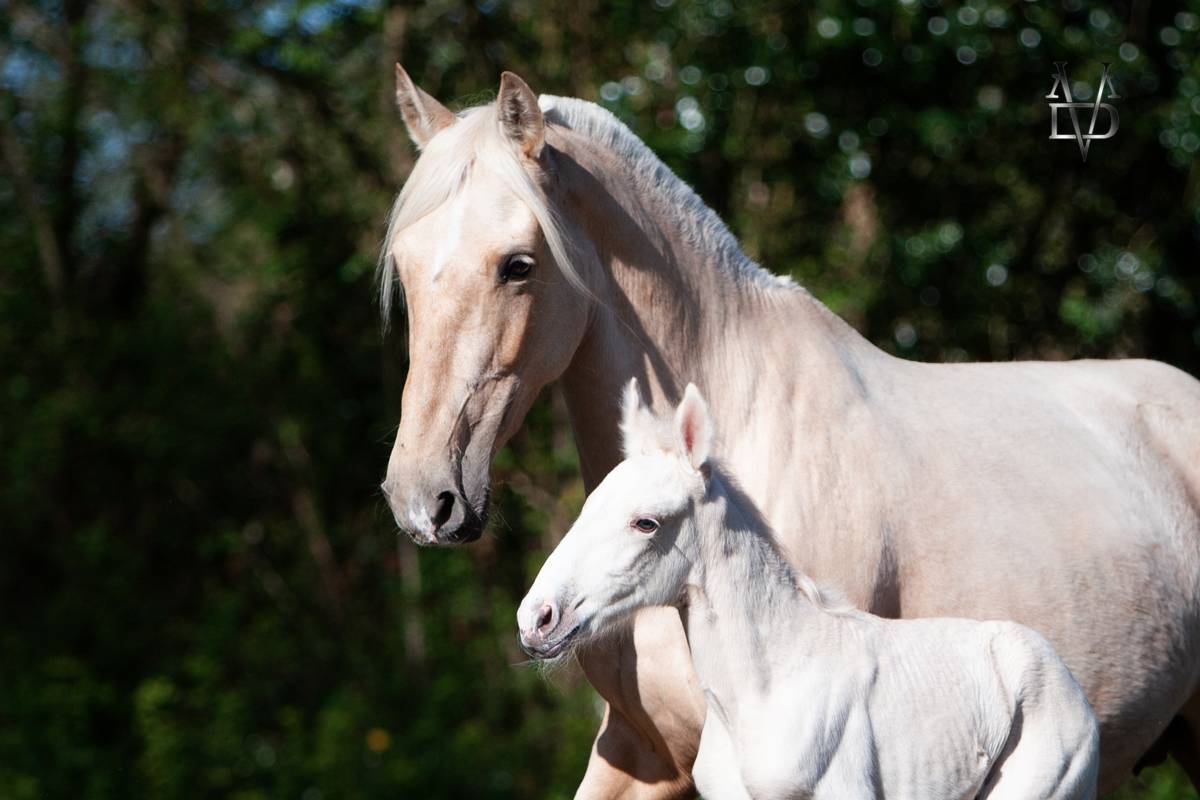 Potro PRE Pura Raza Española En venta 2025 Palomino por PICASSO LH