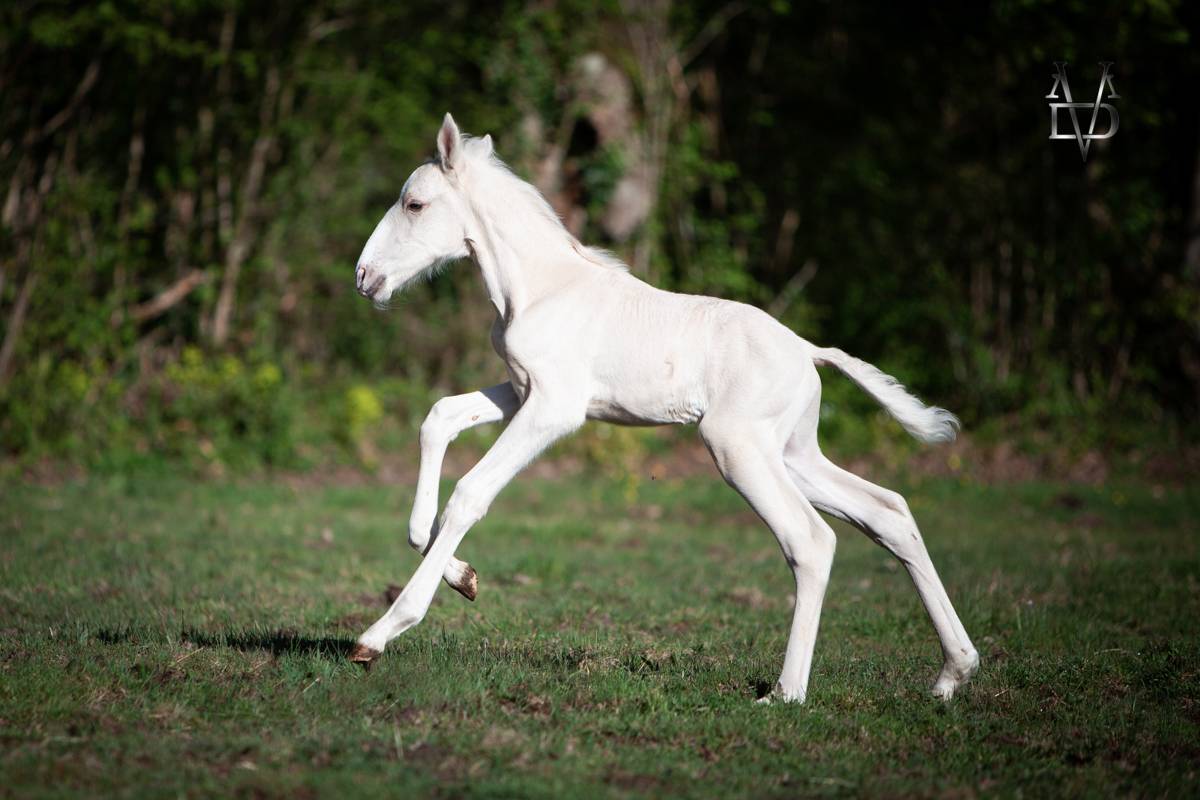 Potro PRE Pura Raza Española En venta 2025 Palomino por PICASSO LH