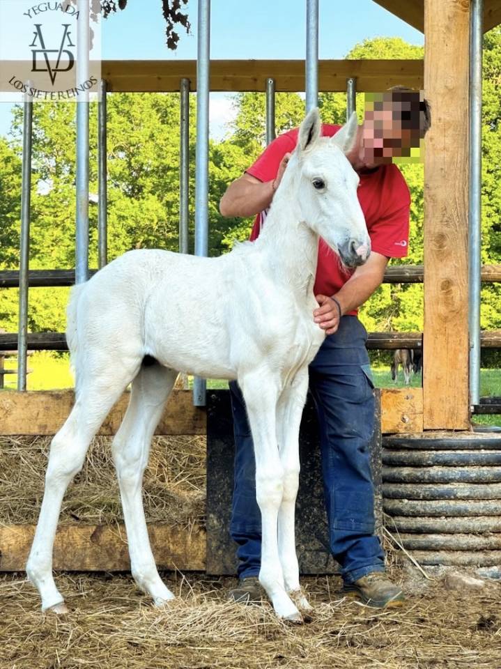 Potro PRE Pura Raza Española En venta 2025 Palomino por PICASSO LH