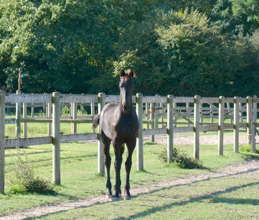 Potro Frisón En venta 2025 Negro por TYMEN 503