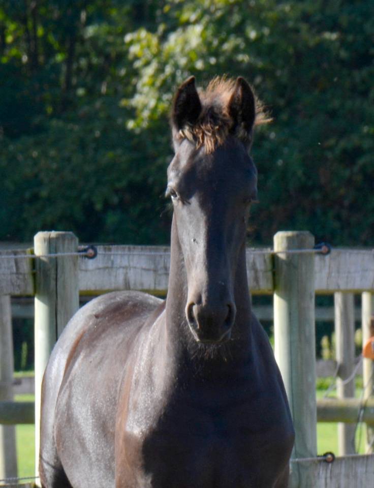 Potro Frisón En venta 2025 Negro por TYMEN 503