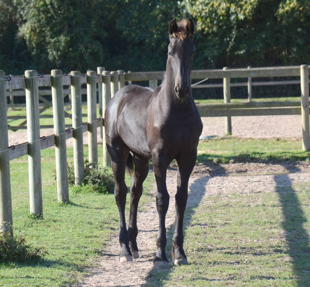Potro Frisón En venta 2025 Negro por TYMEN 503