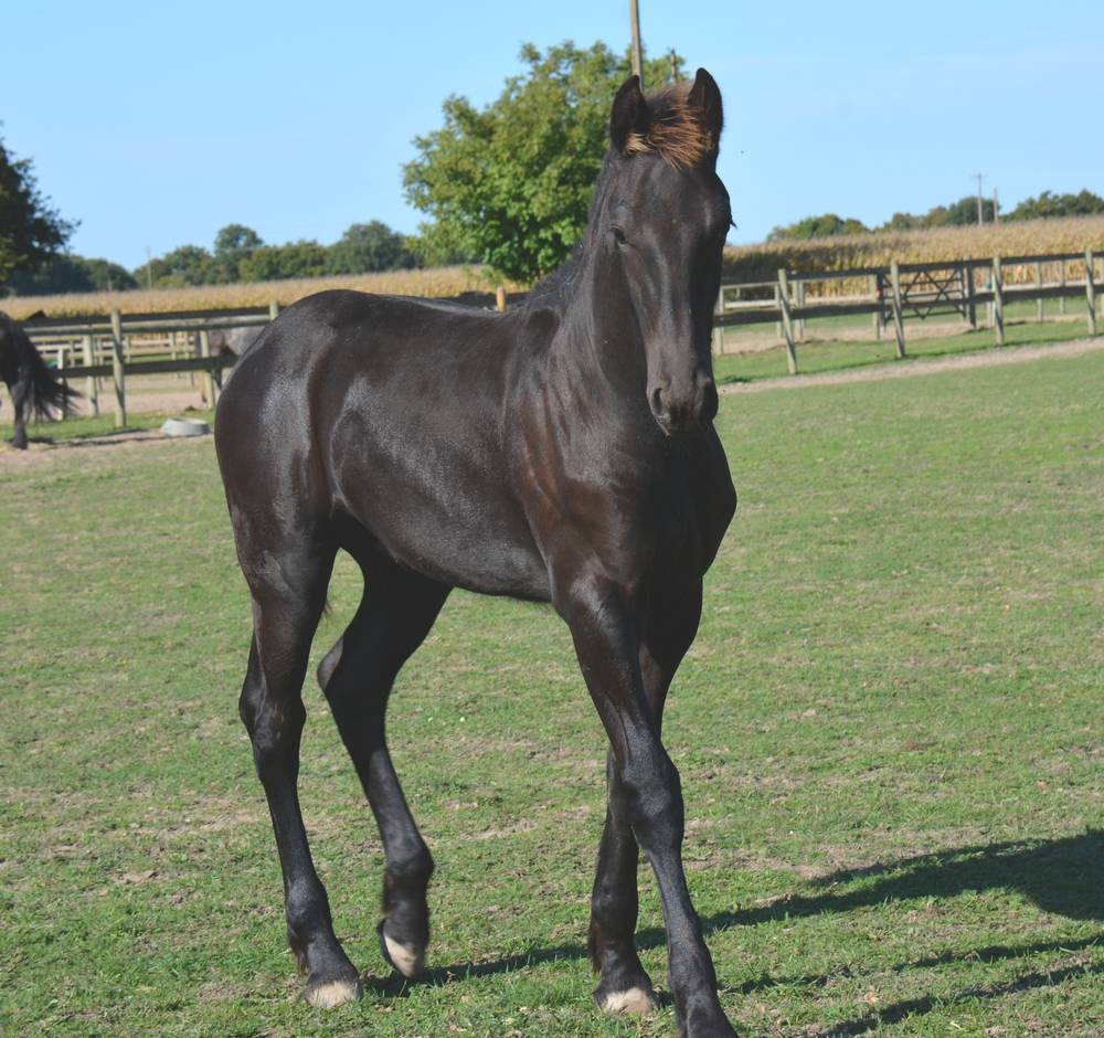 Potro Frisón En venta 2025 Negro por TYMEN 503