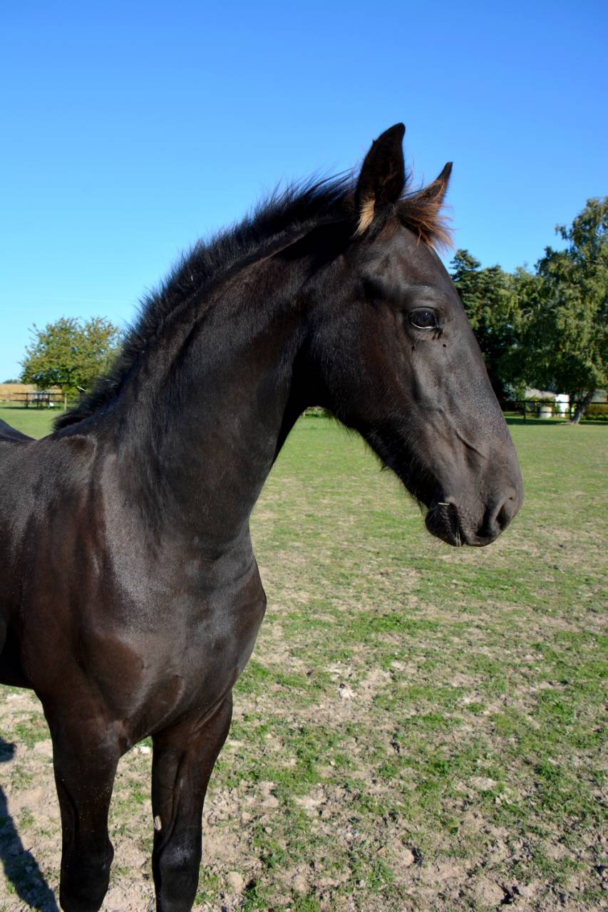 Potro Frisón En venta 2025 Negro por TYMEN 503