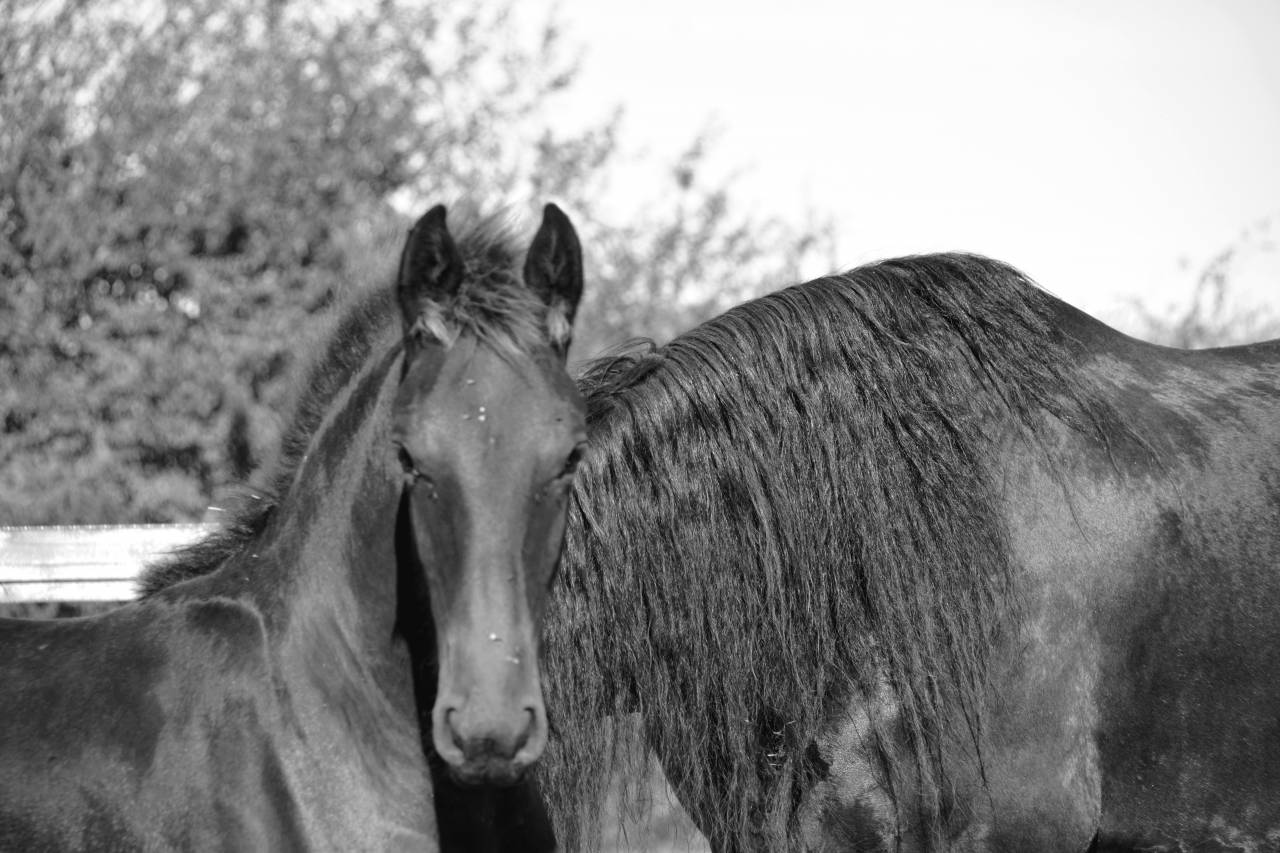 Potro Frisón En venta 2025 Negro por TYMEN 503