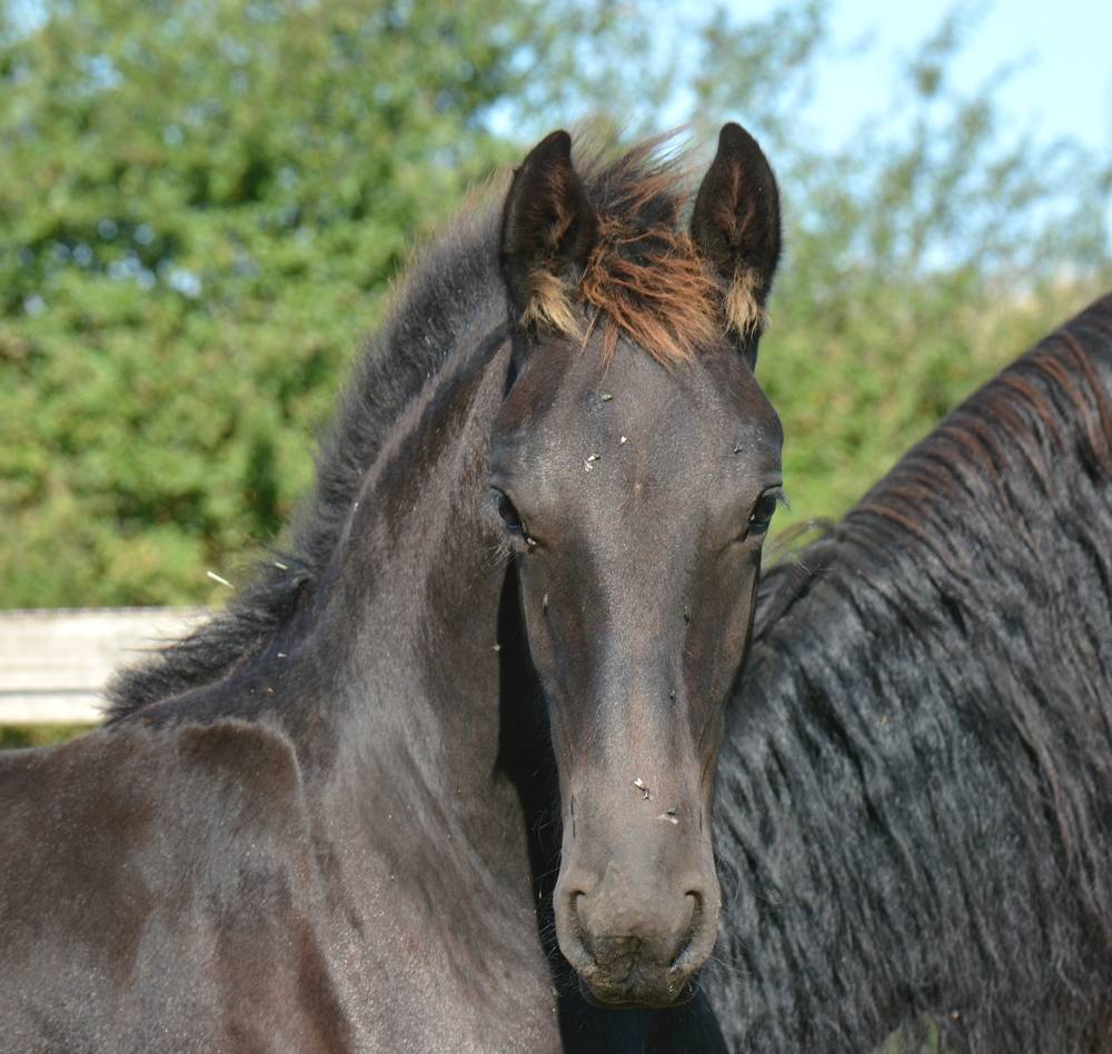 Potro Frisón En venta 2025 Negro por TYMEN 503