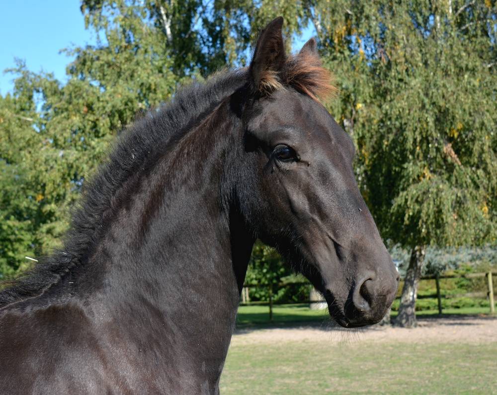 Potro Frisón En venta 2025 Negro por TYMEN 503