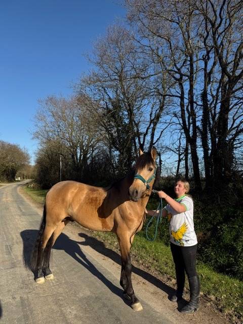 saymon  - PRE Pura Raza Española 2021