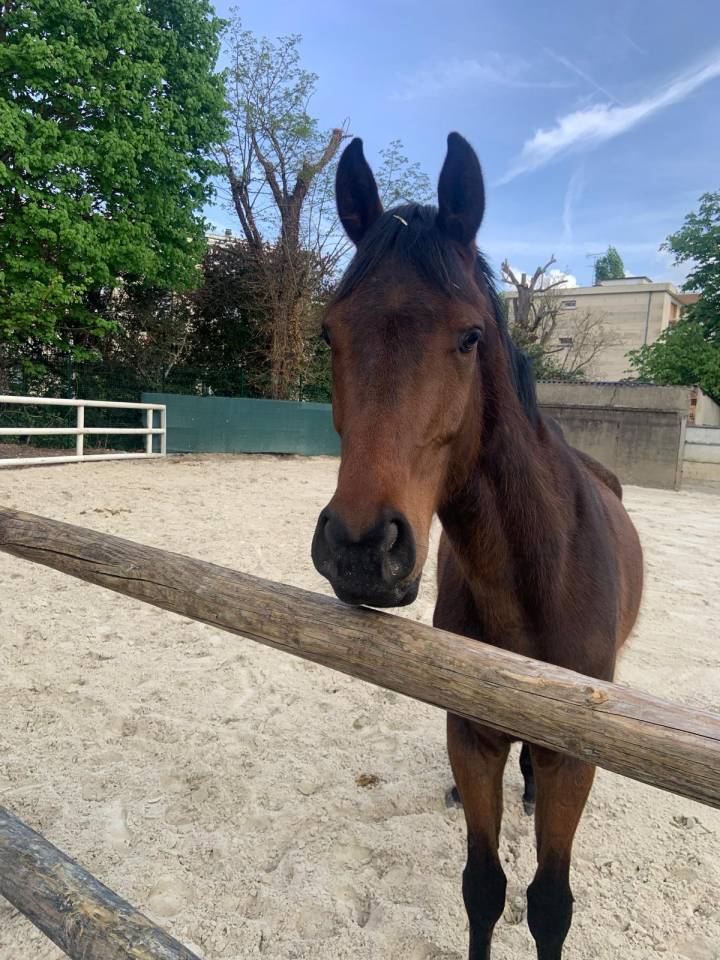 Caballo castrado Pura Sangre En venta 2021 Bayo moreno