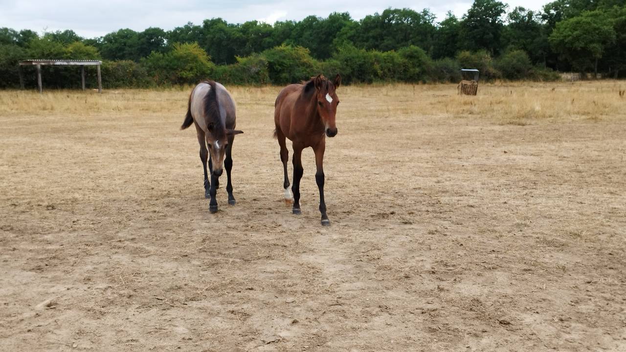 Potranca PRE Pura Raza Española En venta 2025 Bayo