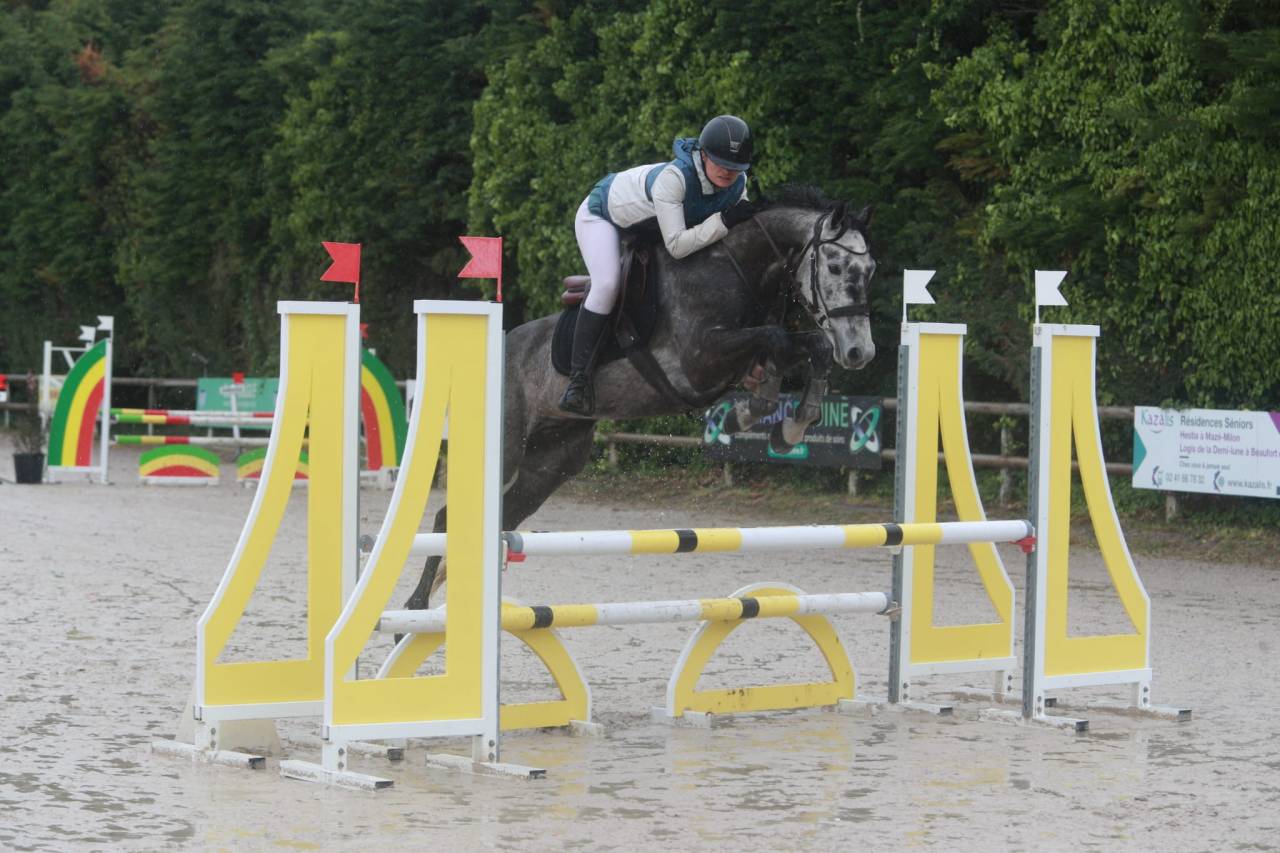 Caballo castrado Origine Constatée En venta 2017 Tordo