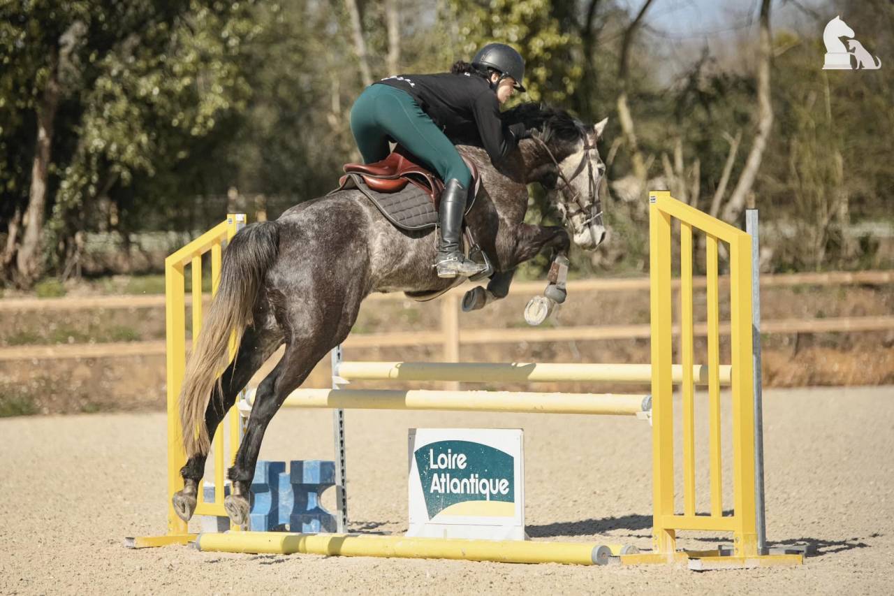 Caballo castrado Origine Constatée En venta 2017 Tordo