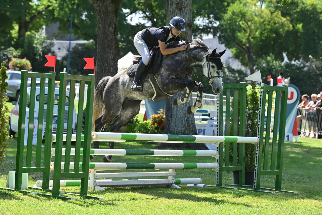 Caballo castrado Origine Constatée En venta 2017 Tordo