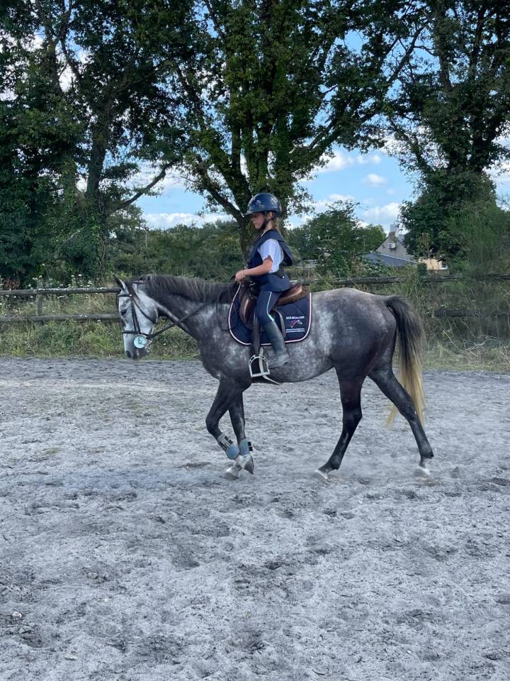 Caballo castrado Origine Constatée En venta 2017 Tordo