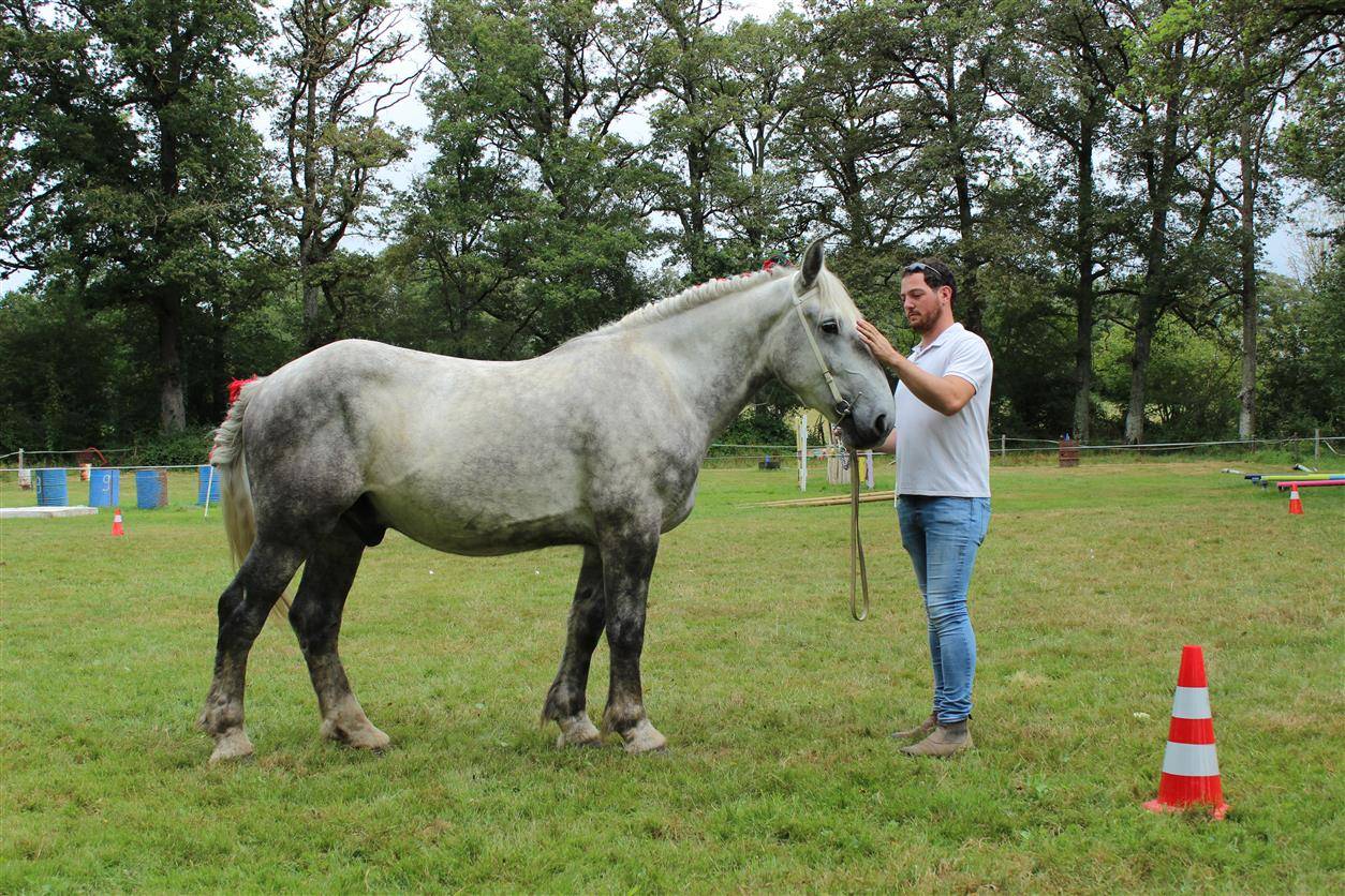 Caballo castrado Percheron En venta 2021 Tordo por drageur du caroi