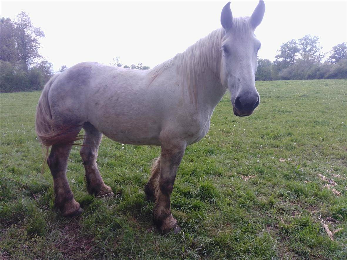 Yegua Percheron En venta 2019 Tordo por drageur du caroi