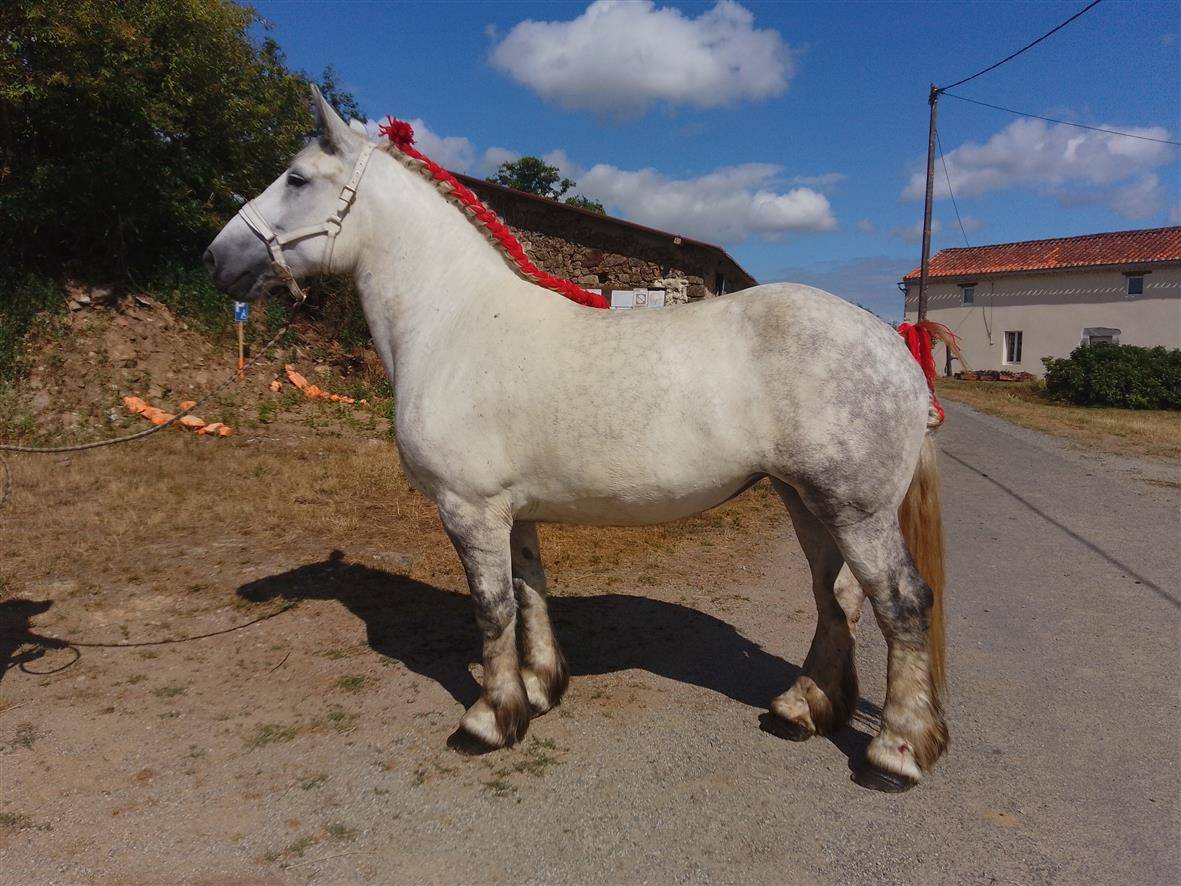 Yegua Percheron En venta 2019 Tordo por drageur du caroi