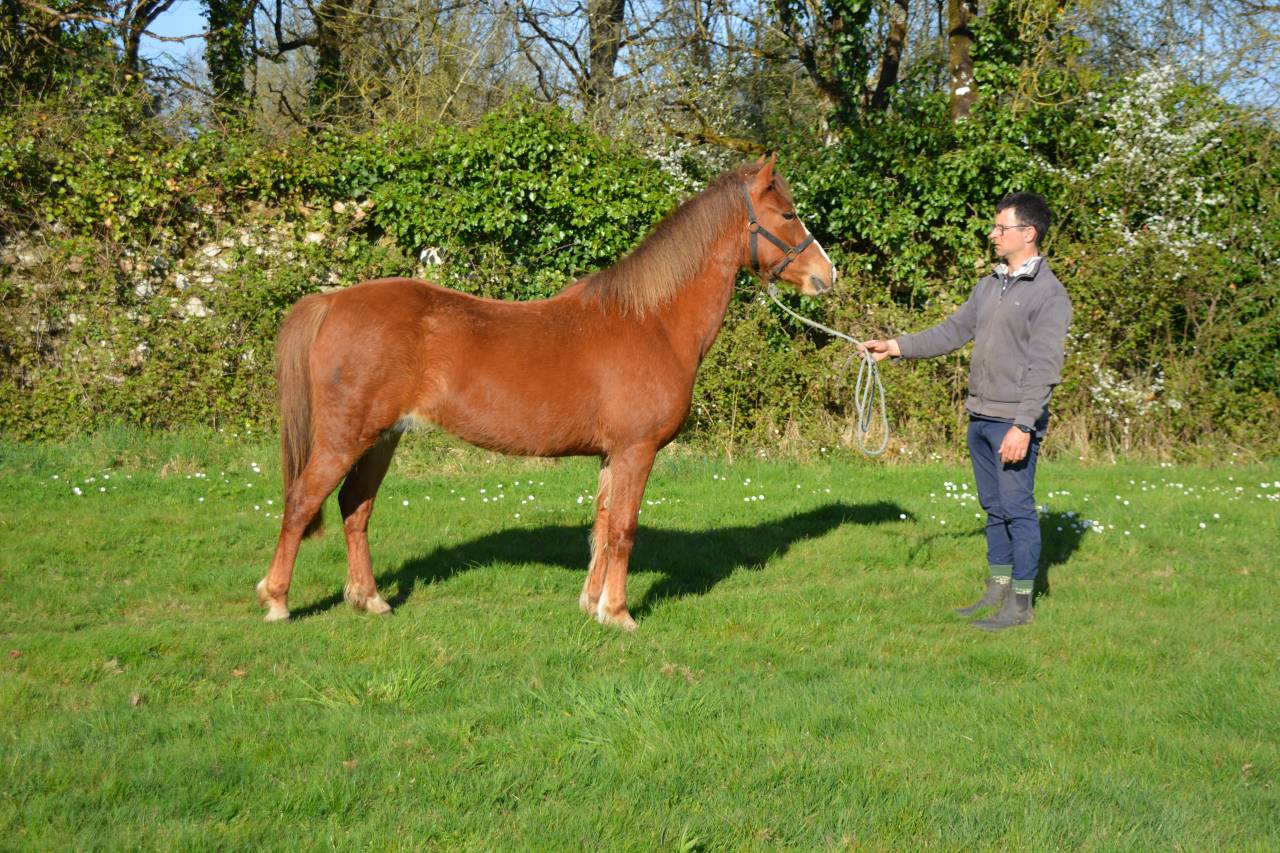 Yegua PFS Poni Françés de Silla En venta 2020 Alazán por flocks de la vallée