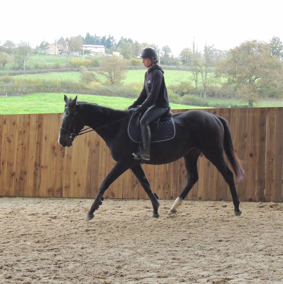Caballo castrado Pura Sangre Inglés En venta 2021 Bayo moreno
