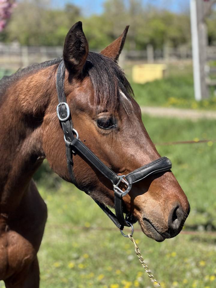 Potranca AES Anglo European Studbook En venta 2023 Bayo por idem du peyron