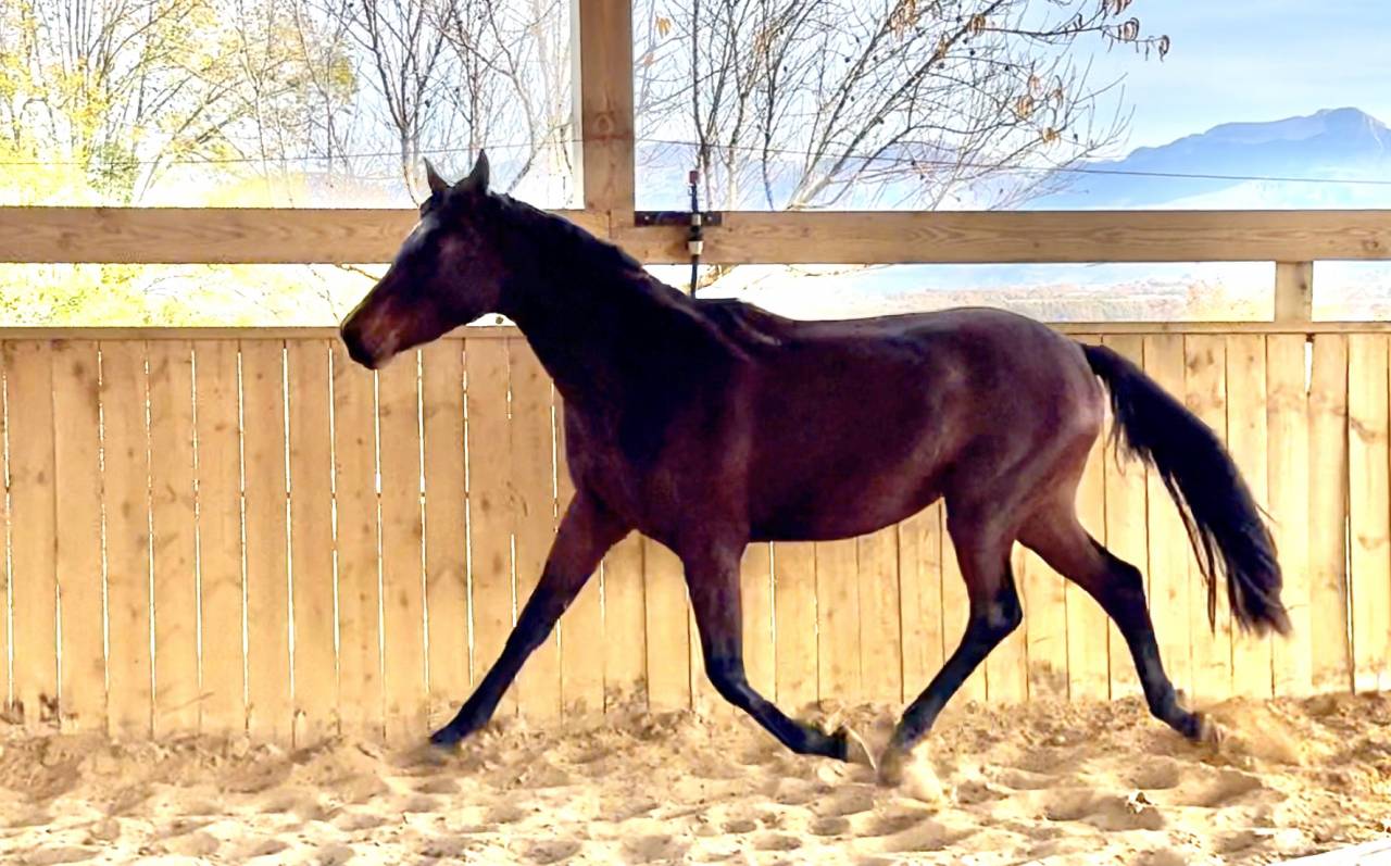 Potranca AES Anglo European Studbook En venta 2023 Bayo por idem du peyron