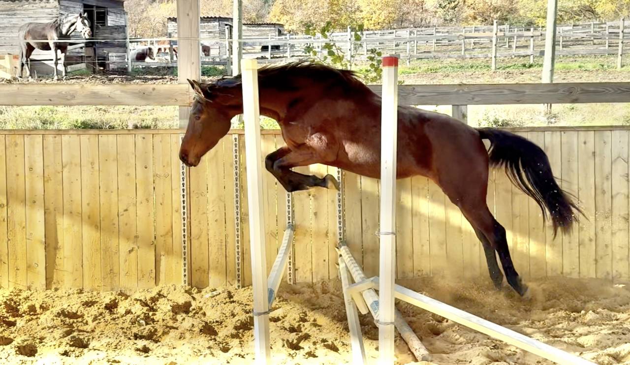 Potranca AES Anglo European Studbook En venta 2023 Bayo por idem du peyron