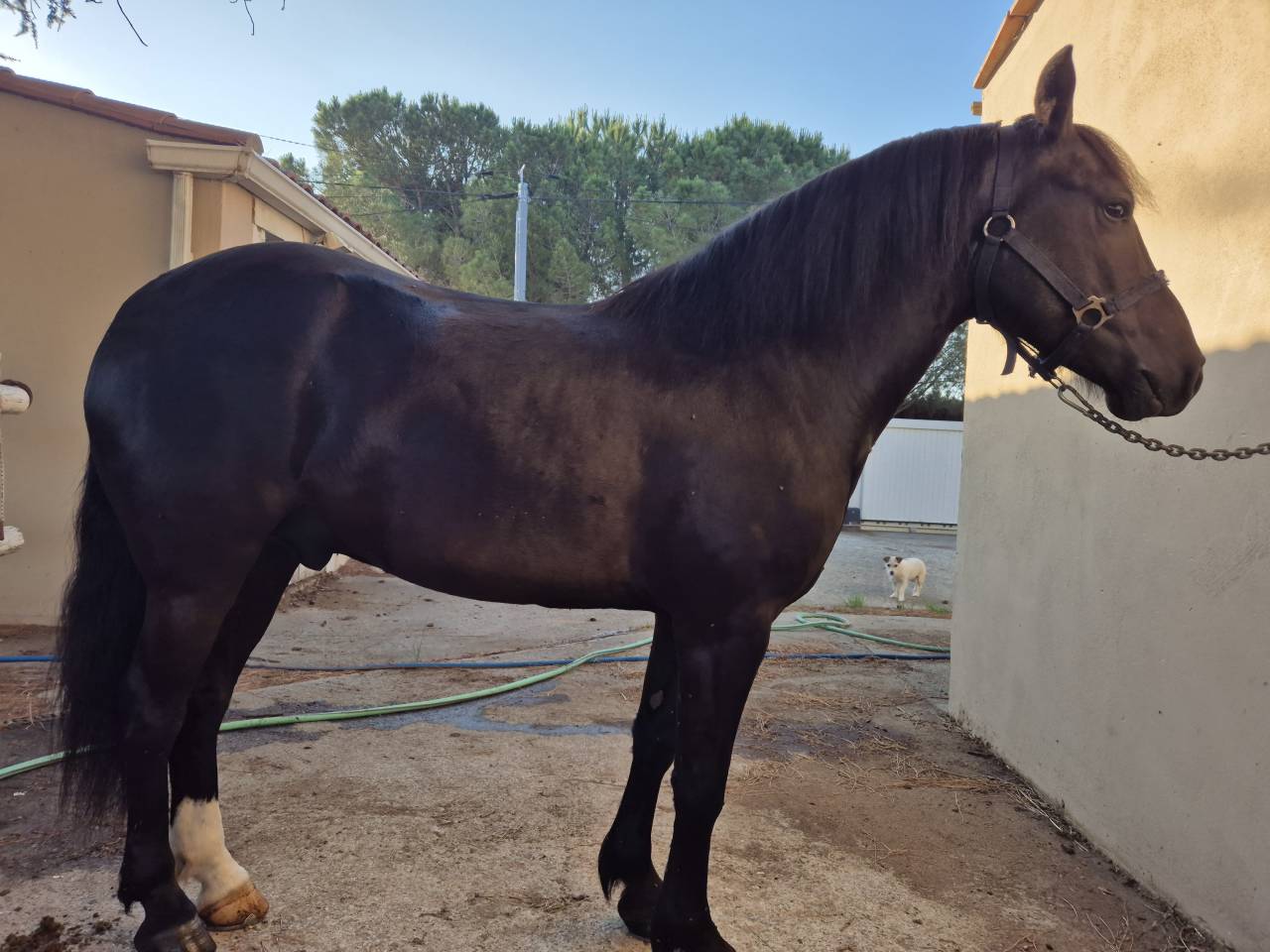 Caballo castrado Pottok En venta 2019 Negro por BAMBIN POT 2012