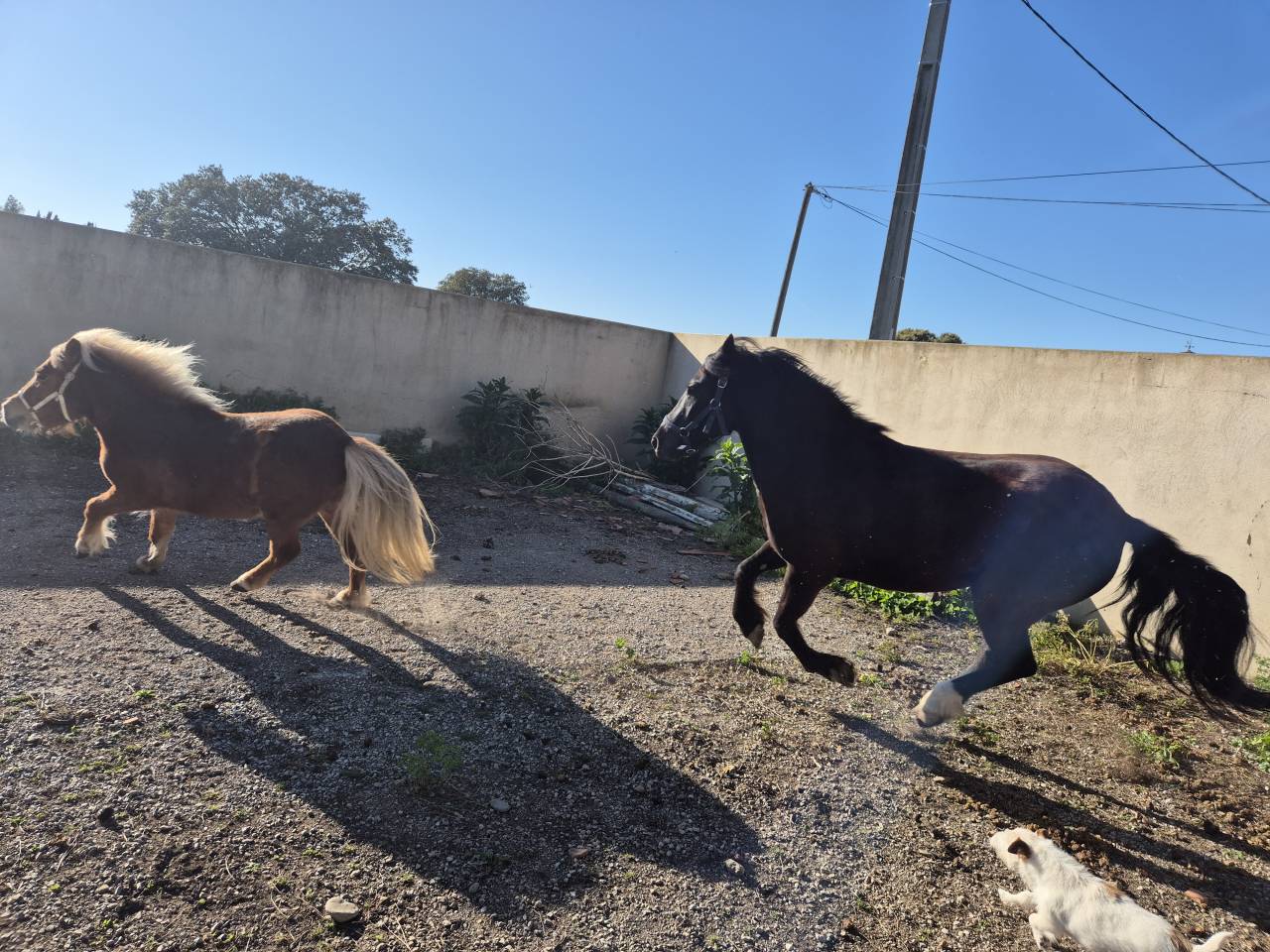 Caballo castrado Pottok En venta 2019 Negro por BAMBIN POT 2012