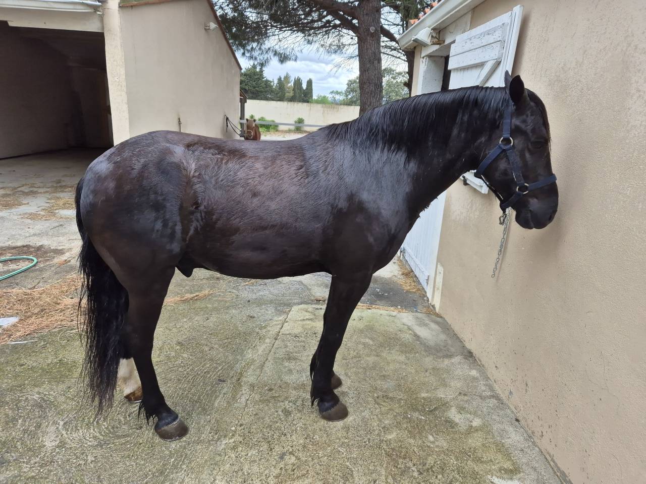 Caballo castrado Pottok En venta 2019 Negro por BAMBIN POT 2012