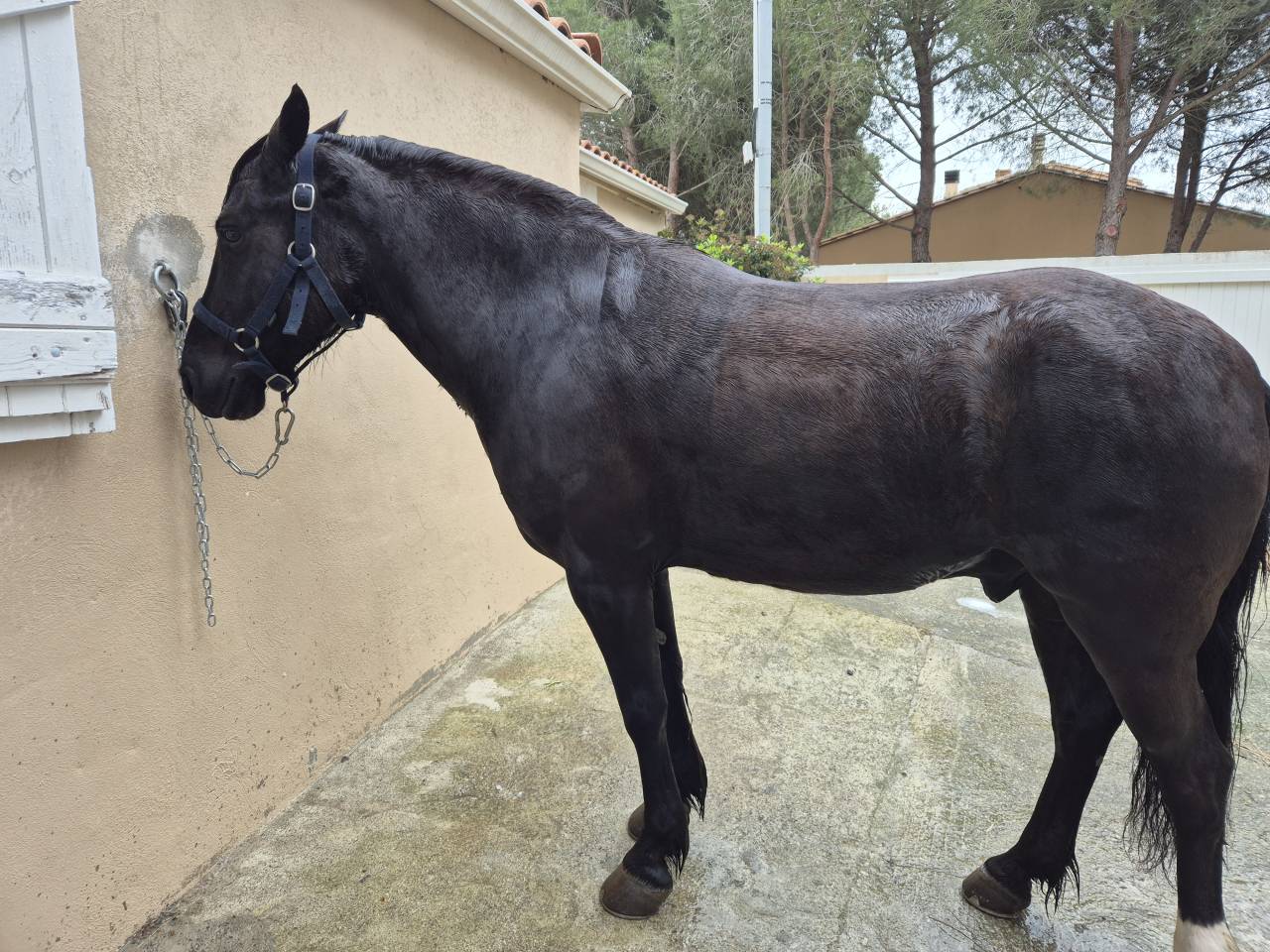 Caballo castrado Pottok En venta 2019 Negro por BAMBIN POT 2012