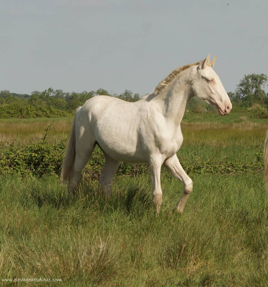 Caballo entero PRE Pura Raza Española En venta 2024 Crema por PRESIDENTE DE JARAMA