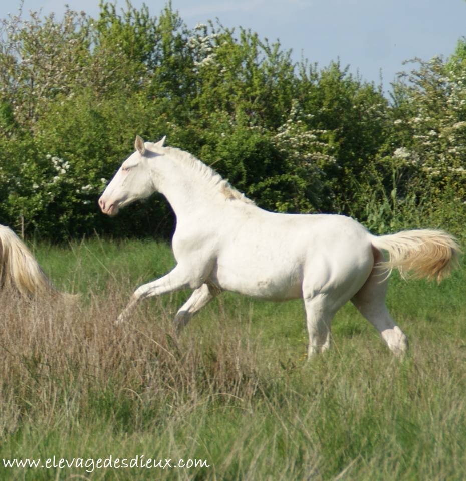 Caballo entero PRE Pura Raza Española En venta 2024 Crema por PRESIDENTE DE JARAMA