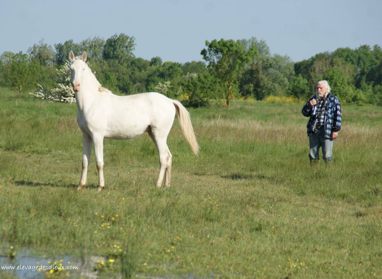 Caballo entero PRE Pura Raza Española En venta 2024 Crema por PRESIDENTE DE JARAMA