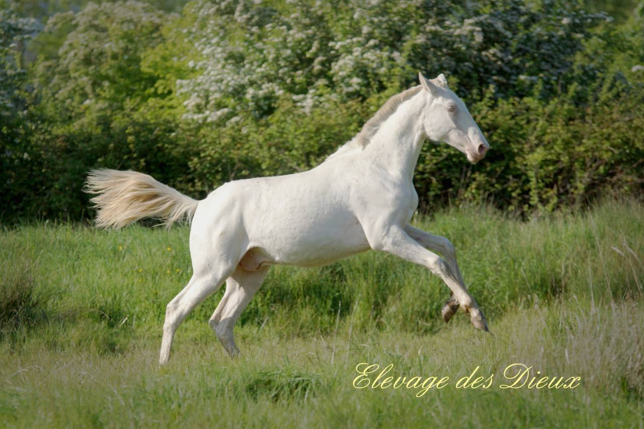 Caballo entero PRE Pura Raza Española En venta 2024 Crema por PRESIDENTE DE JARAMA