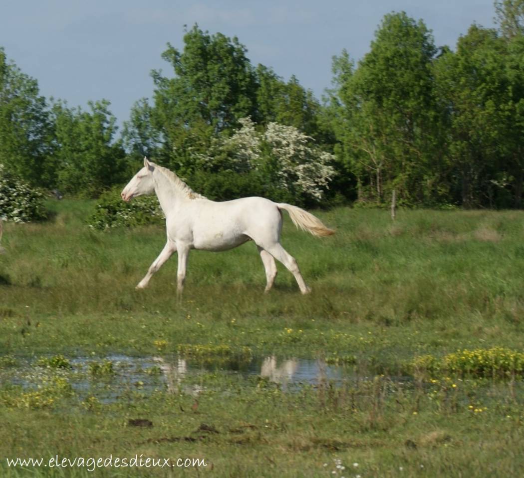 Caballo entero PRE Pura Raza Española En venta 2024 Crema por PRESIDENTE DE JARAMA