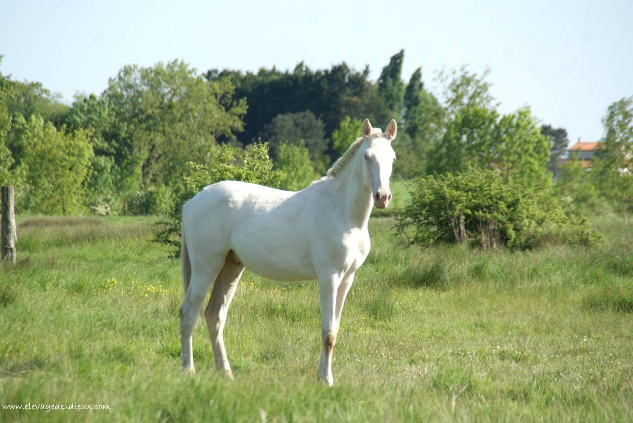Caballo entero PRE Pura Raza Española En venta 2024 Crema por PRESIDENTE DE JARAMA