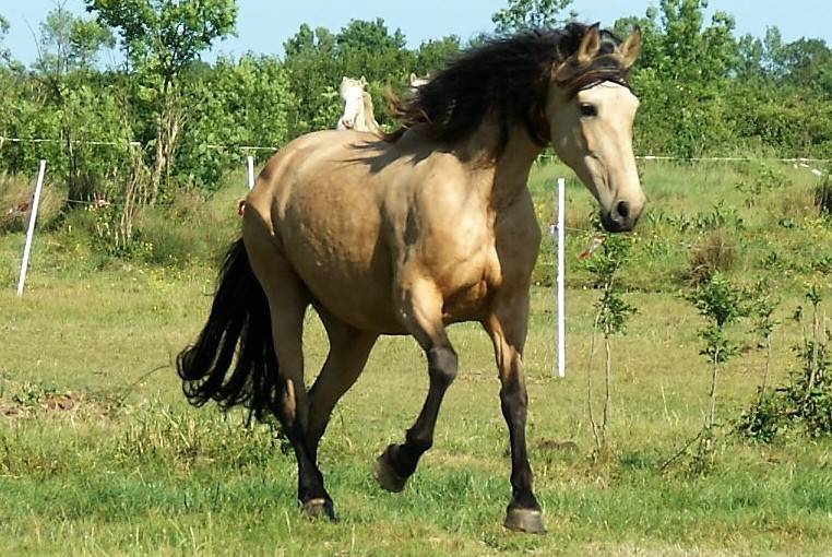Caballo entero PRE Pura Raza Española En venta 2024 Crema por PRESIDENTE DE JARAMA